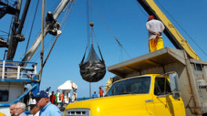 Más de 1.000 toneladas de atún llegan al estado Sucre