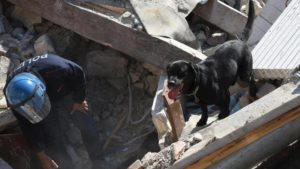 Sisma: Giorgia e il cane Leo, eroe partito dall'Abruzzo