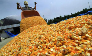 Venmaíz dispuesta a comprar toda la cosecha nacional de maíz blanco  