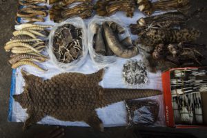 MONG LA, MYANMAR - FEBRUARY 17:  A pangolin skin is displayed amongst other exotic and illegal animal parts at a stall on February 17, 2016 in Mong La, Myanmar. Mong La, the capital of Myanmar's Special Region No. 4, is a mostly lawless area where Chinese tourists are able to cross the border for exotic poached animals, gambling, and prostitution.  (Photo by Taylor Weidman/Getty Images)