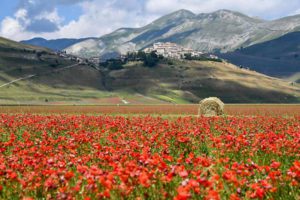 A Castelluccio, paese fioritura non c'è più 