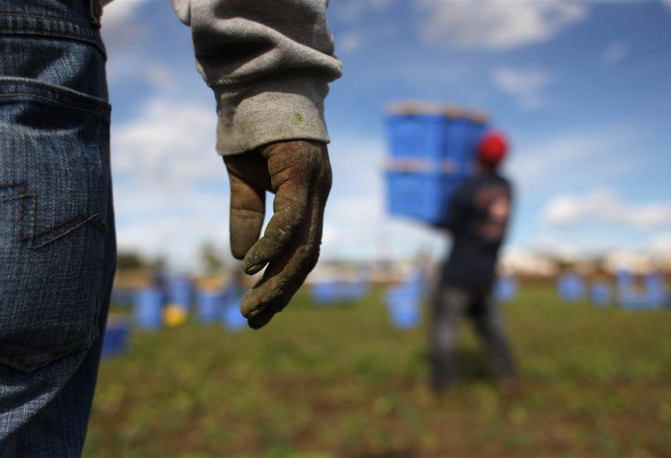 Caporalato, migranti raccolgono pomodori in azienda agricola.