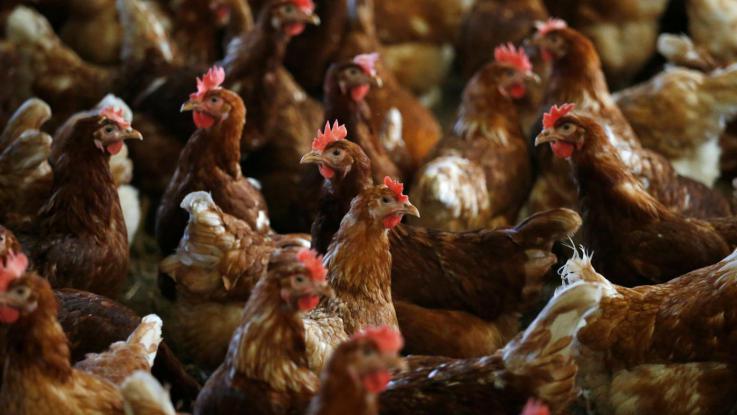 Aviaria, Hong Kong blocca le importazioni di uova e pollame dal Milanese
