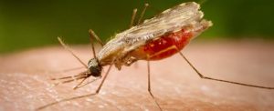 La Organización Mundial de la Salud (OMS), indicó que la lucha contra la malaria en Venezuela está “estancada”. 