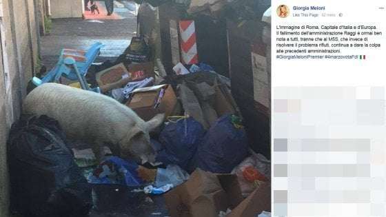 Rifiuti: Roma, Giorgia Meloni posta foto maiale tra cassonetti