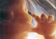 Il viso di un feto-bambino con il dito in bocca