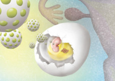 Un uovo di gallina trasformato in laboratorio in miniatura