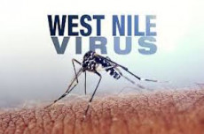 Una zanzara portatrice del virus del Nilo Occidentale