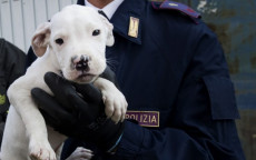 Un cucciolo di pitbull bianco tenuto in braccio da un poliziotto.