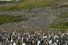 Un gruppo di pinguini reali a terra