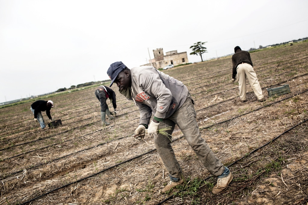 Lavoratori stagionali di origini africane lavorano in un'azienda agricola