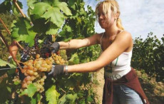 Una ragazza tagliando i grappoli d'uva