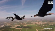 Nella foto tre Ibis in volo