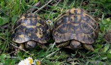 Due tartarughe