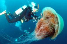 Un sommozzatore alle prese con una medusa gigantesca