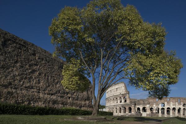 Parco archeologico Colosseo
