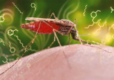 La zanzara portatrice dell'infezione