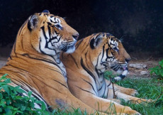 Una coppia di tigri del Nepal.
