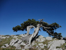 Un esemplare di «Pinus heldreichii subsp. leucodermis» simbolo della Basilicata. Pianta
