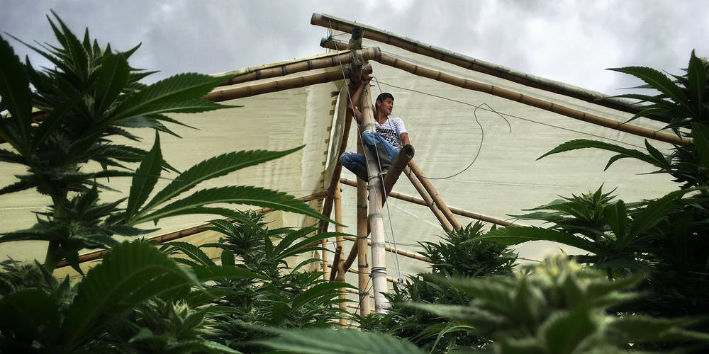 Una zona di cultura della marijuana. Colombia
