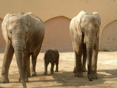 Elefanti senza zanne per salvarsi dai bracconieri.