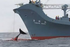 Nave giapponese issando a bordo una balena sanguinante. Balene