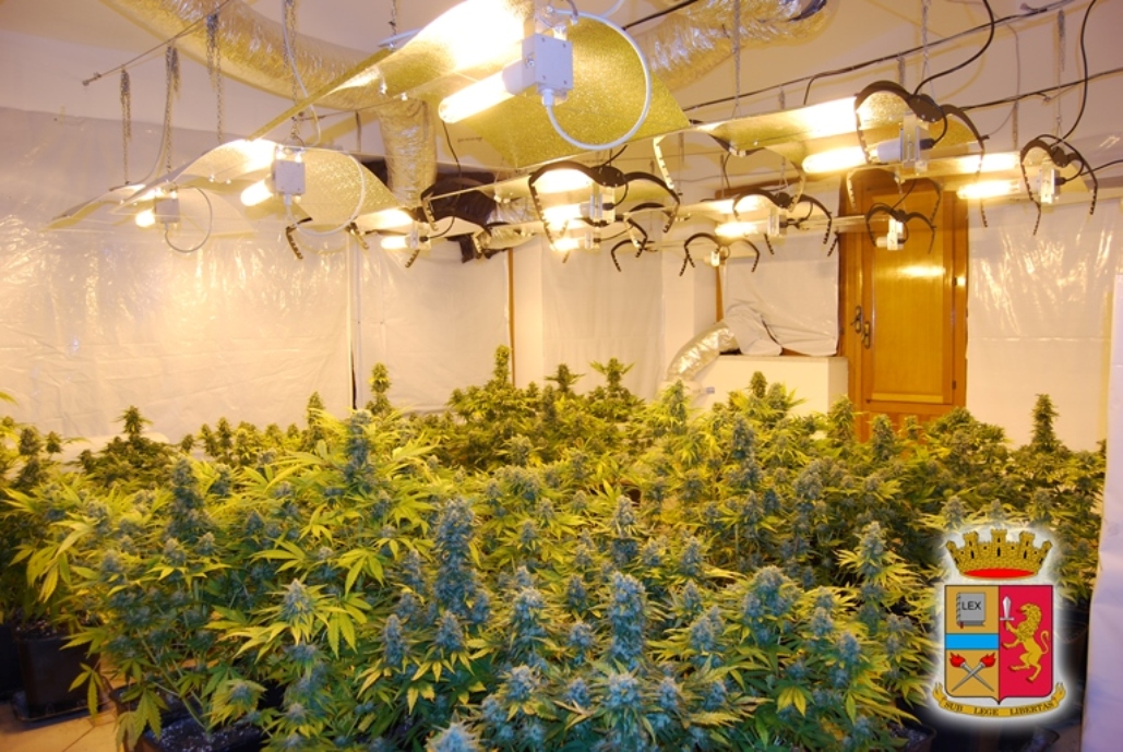 Una piantagione indoor di marijuana. Cannabis