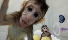 Zhong Zhong e Hua Hua sono le scimmie clonate.