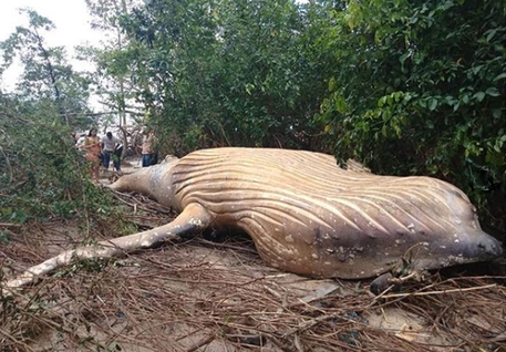 La balena della specie Jubarte lunga undici metri, trovata morta e in stato di decomposizione
