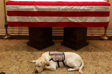 Sully, il cane del presidente George Bush, veglia la sua bara.