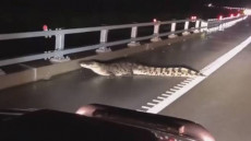 Townsville invasa dai coccodrilli con l'inondazione