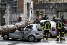 Cade albero in viale Mazzini vigili del fuoco durante l'intervento di taglio. Roma