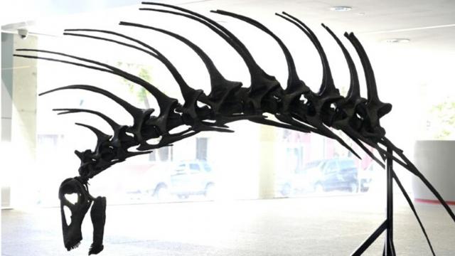 Scheletro di dinosauro in un museo.