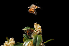 Lo spettacolo delle Painted Lady in California.