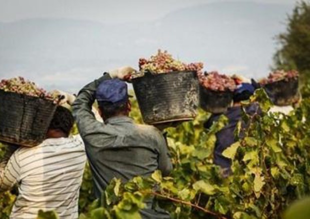 Migranti lavorano nei campi trasportando a spalla secchi con frutta.