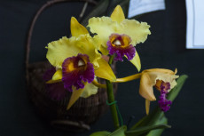 En la imagen varias lindas orquídeas