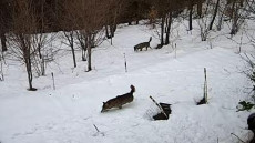 Coppia di lupi alla ricerca di cibo sulla neve