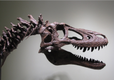Ricostruzione dell cranio del baby T-rex in vendita su eBay