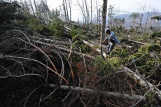 Guardie forestali visionano i danni del maltempo nella foresta di Vallombrosa dove è stato distrutto il 60% degli abeti.