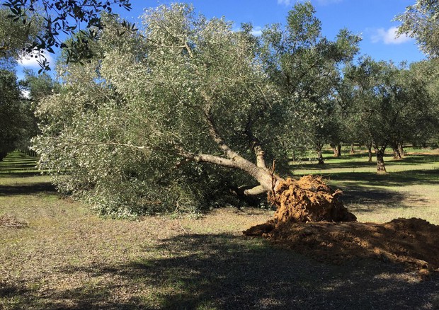 Un olivo sradicato, colpito dalla Xylella.