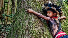 Brasile, un bambino indio abbraccia un albero.