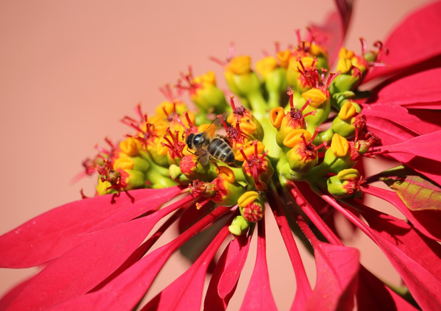 Un'ape raccoglie il polline di un fiore.