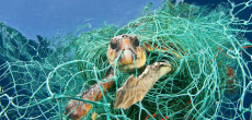 Una tartaruga imprigionata da una rete di plastica.