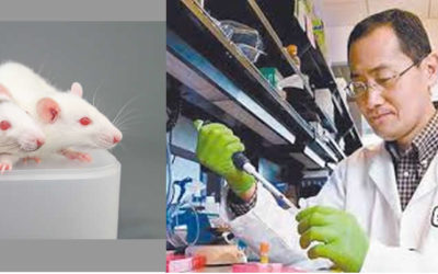 Il ricercatore dell'Università di Tokyo, Hiromitsu Nakauchi e due topi in laboratorio.