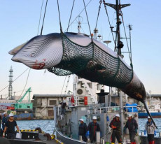 In questa foto d'archivio del 2017, una balena sospesa a mezz'aria, trasportata da un peschereccio giapponese.