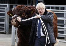 Boris Johnson al mercato dei bovini.