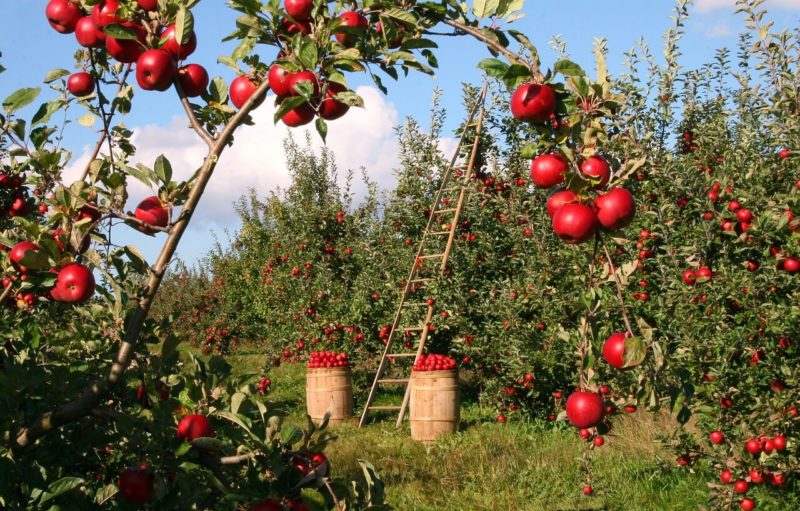 Potatura alberi di mele.