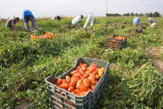 Lavoratori raccolgono pomodori.