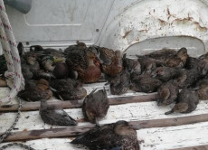 Moria di uccelli nel Ravennate, Valle Mandriole