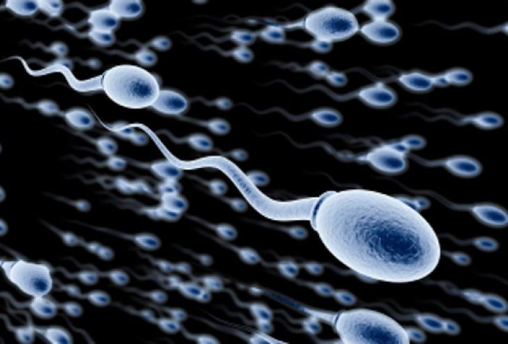 Spermatozoi